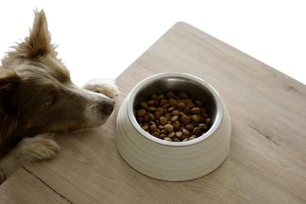 Dog Food Image